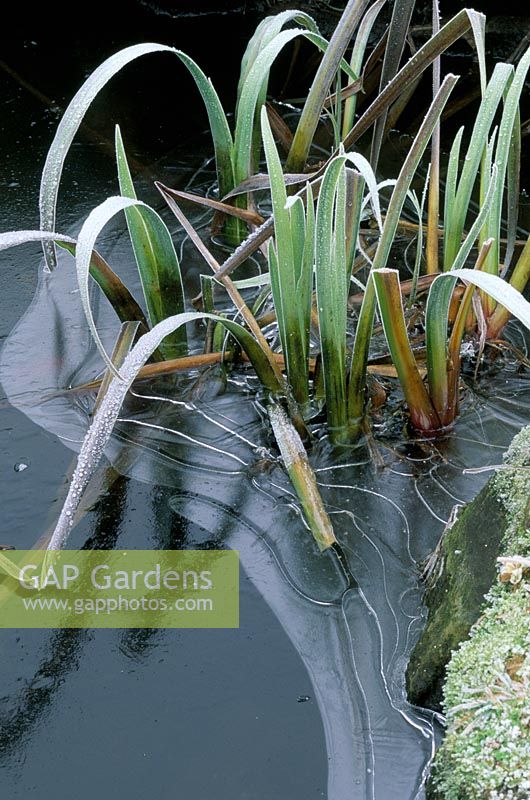 Icy pond in winter - Ice around marginal plants