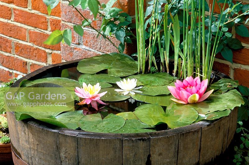 Barrel re-used as container pond with Nymphaea