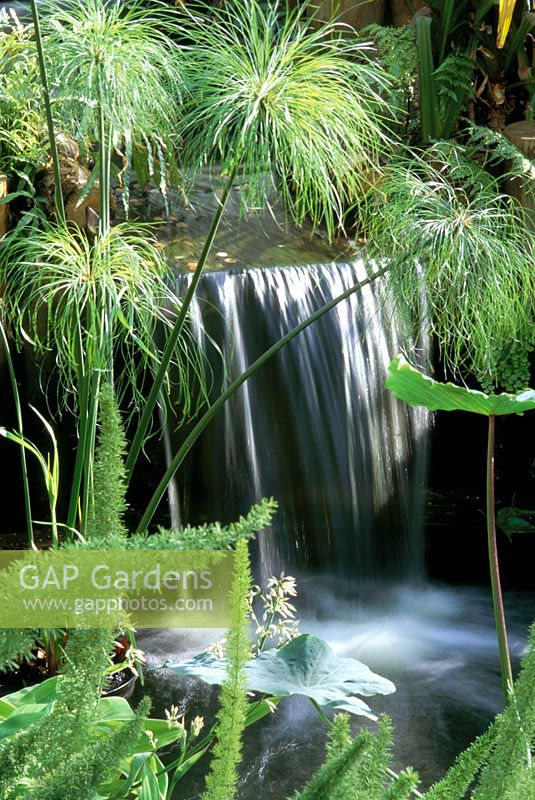 Cascade with Cyperus papyrus - Papyrus sedge at Wisley gardens in Surrey RHS 