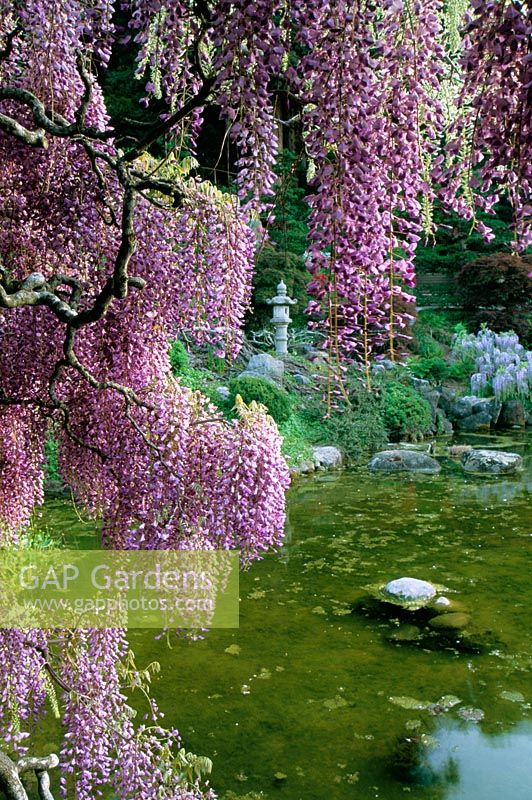 Wisteria in bloom overhanging pond in Japanese style garden. Hakone, Saratoga in California US