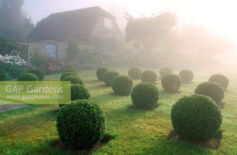 Buxus topiary balls in geometric pattern on lawn 