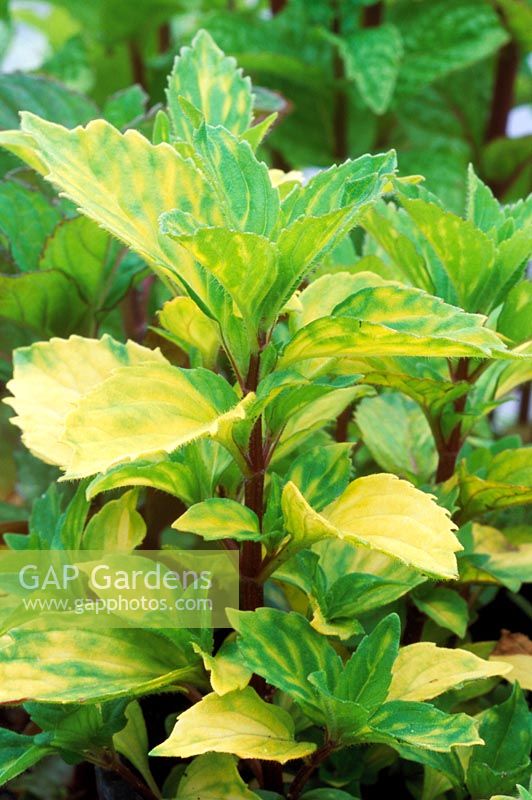 Mentha x gracilis 'Variegata' - Ginger mint