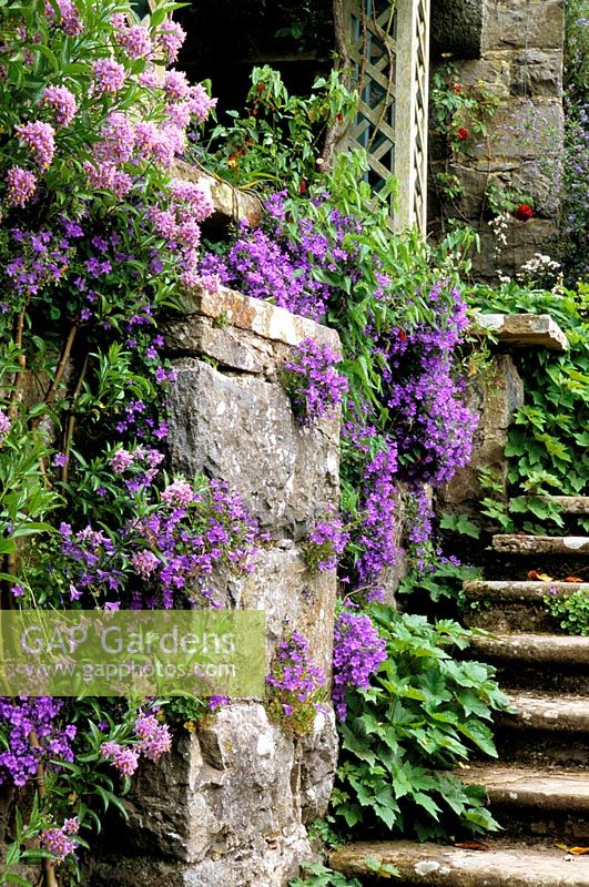 Campanula poscharskyana growing in stonewall at Rose Terrace in Bodnant, Wales