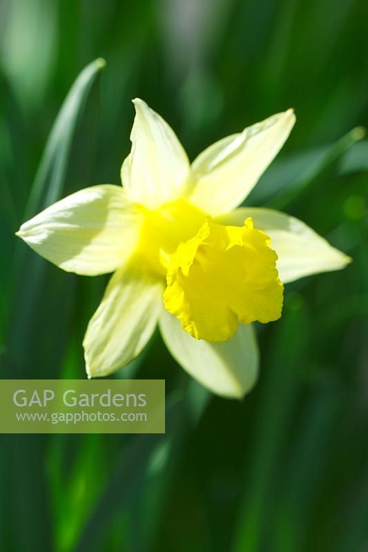 Narcissus 'Topolino' - Daffodil