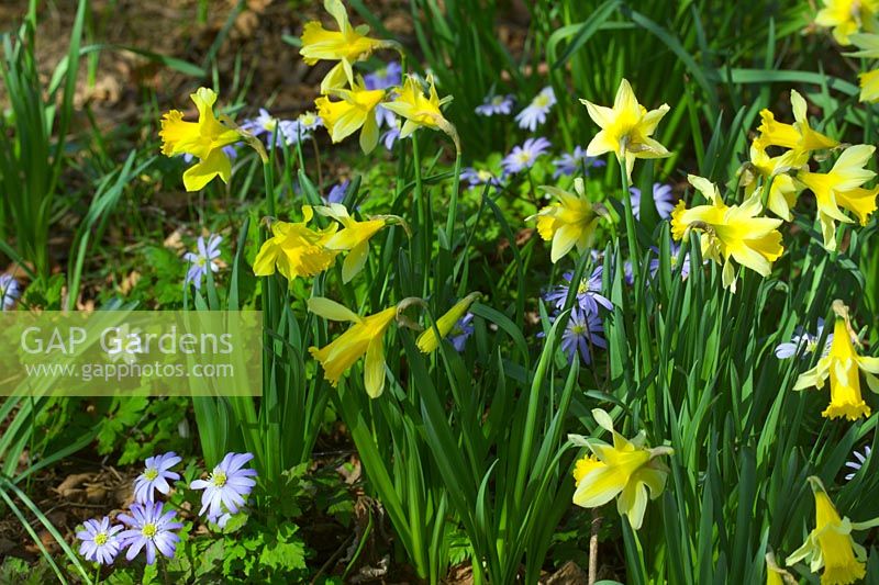 Narcissus pseudonarcissus - Daffodils with Anemone appenina in spring