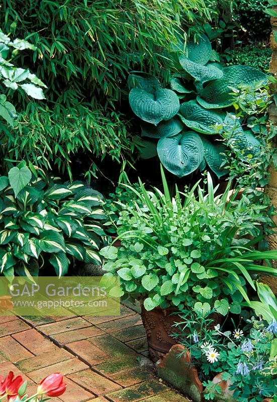 Mixed containers planted with Hosta, and Bamboo - On brick patio