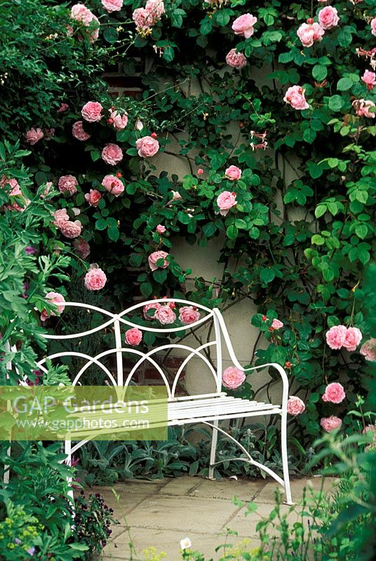 White metal bench backed by wall with Rosa 'Constance Spry'