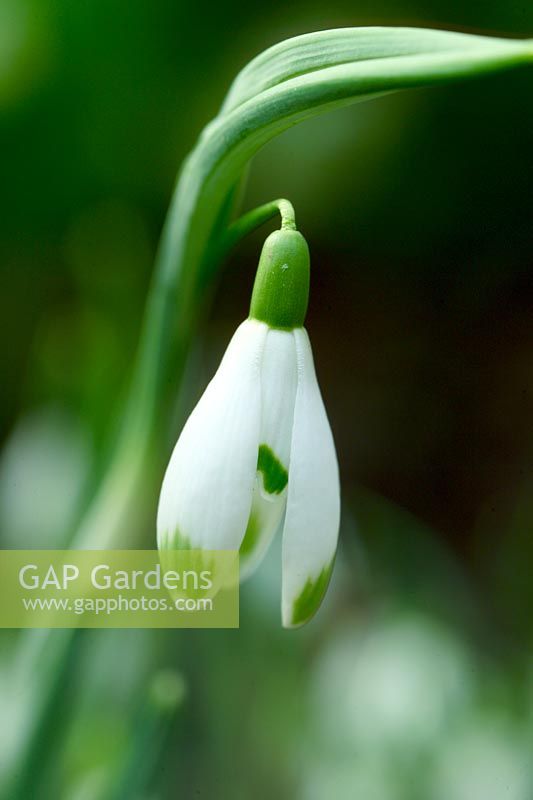 Galanthus 'Viridapice' - Snowdrops