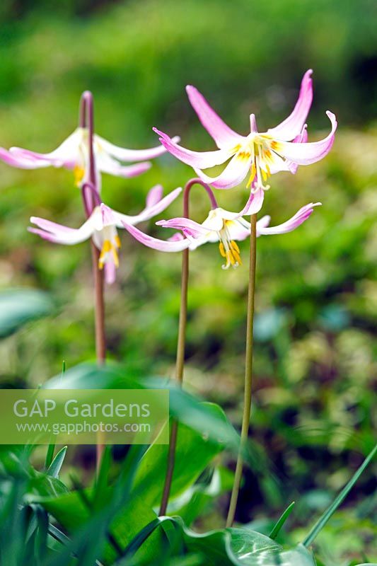Erythronium 'Rosalind' - Trout Lily
