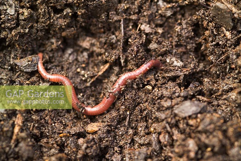 Worm in soil 