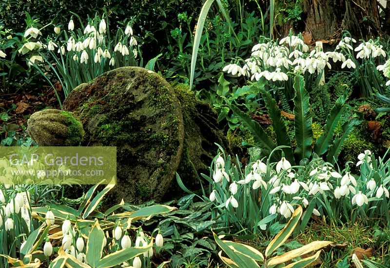 Old stone ornament in woodland with clumps of Galanthus - Snowdrops