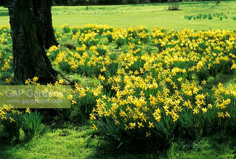 Narcissus 'February Gold' AGM - Daffodils under trees at Writtle College in Essex