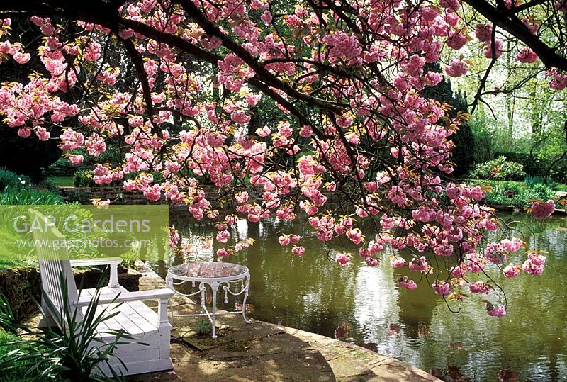 White wooden bench and small table by lake with overhang of sunlit pink Cherry blossom in spring