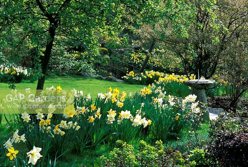 Spring garden with Narcissus in edge on lawn