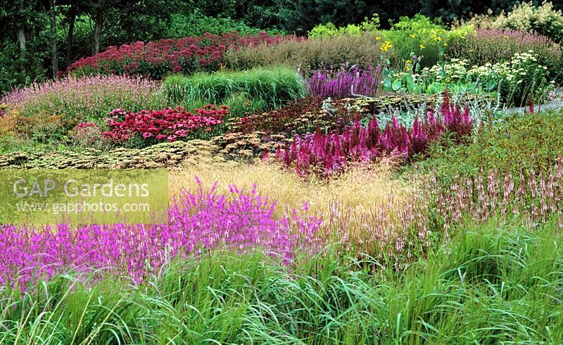 Astilbe, Salvia, Echinacea and ornamental grasses - Pensthorpe Millennium Garden