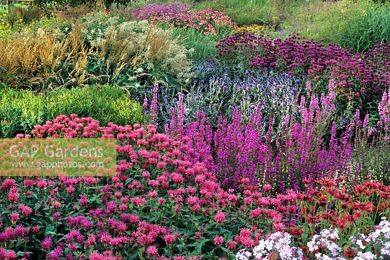 Monarda and Lythrum - Pensthorpe Millennium Garden