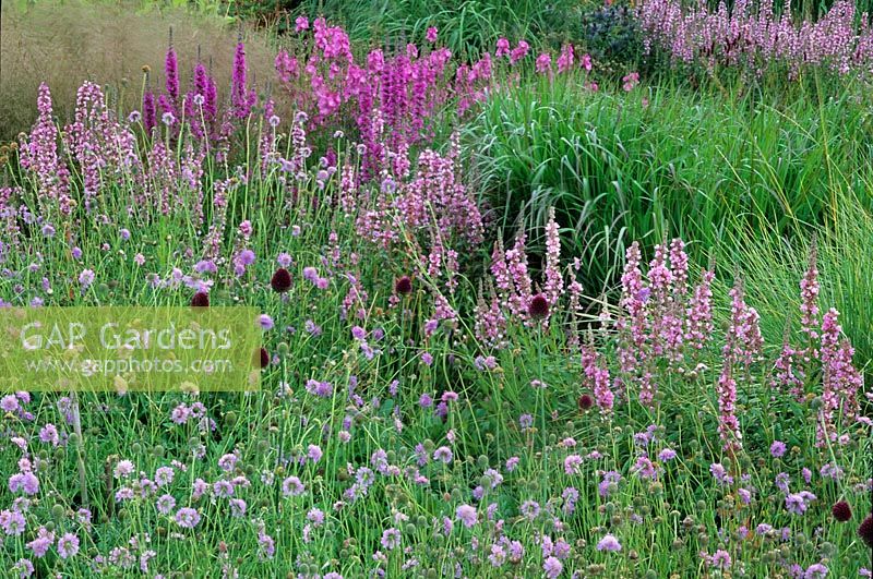 Sidalcea, Lythrum, Scabiosa and Allium sphaerocephalon - Pensthorpe Millennium Garden