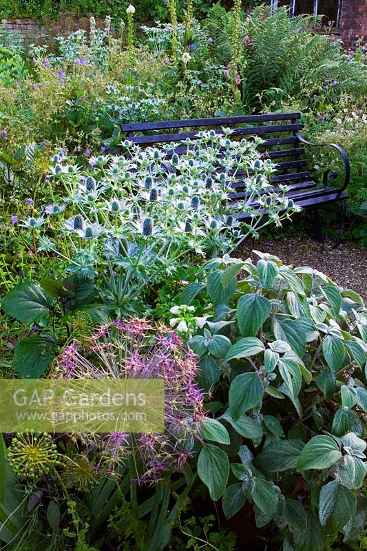 Eryngium giganteum 'Miss Willmotts Ghost' and Allium schubertii with bench in background at Hadspen Garden in Somerset