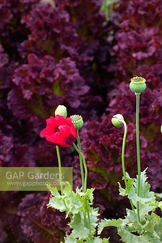 Poppy and seedheads against red lettuce at Hadspen Garden in Somerset