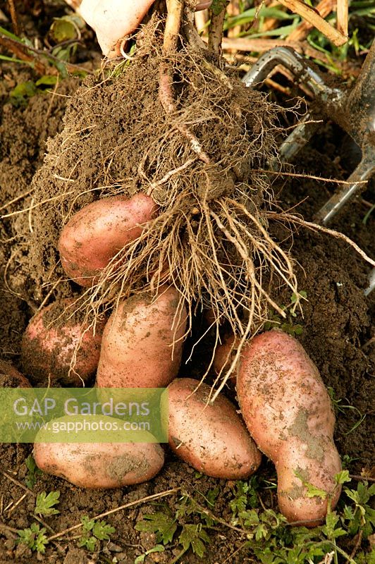 Newly dug potatoes - Solanum Sarpo Mira 