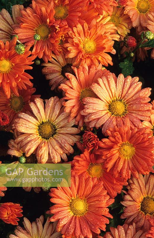 Chrysanthemum 'Coppernob'