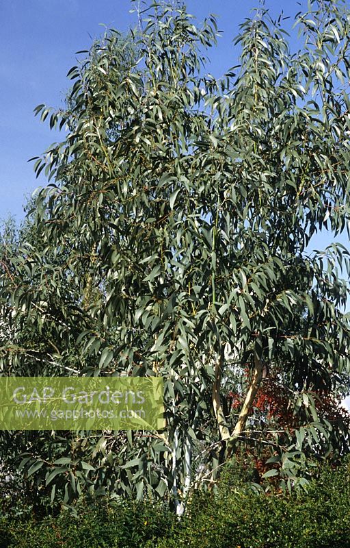 Eucalyptus niphophila - Gum Tree