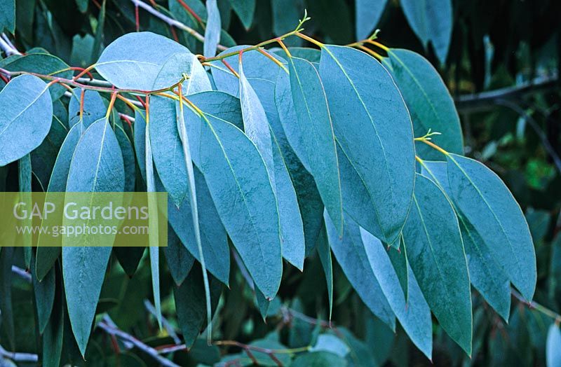 Eucalyptus glaucescens - Gum Tree