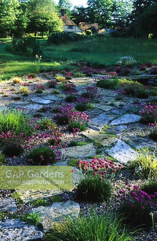 Dry gravel garden with Thrift - Armeria maritima at Shalford House in Surrey
