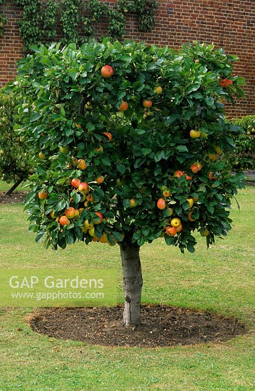 Goblet trained and pruned Malus 'James Grieve' at Hatton Fruit Garden in Kent