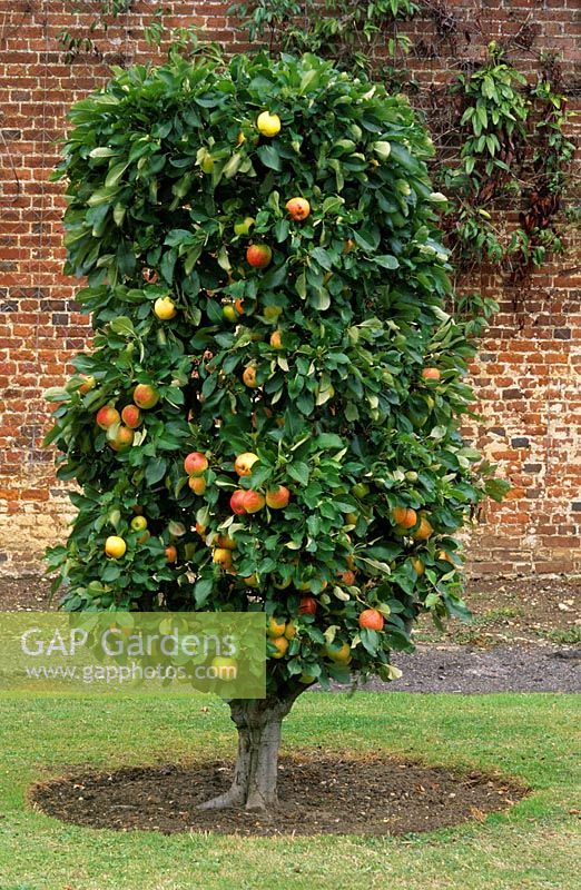 Vase trained and pruned Malus 'James Grieve' at Hatton Fruit Garden in Kent