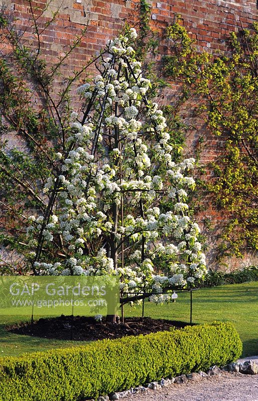 Unusual Cone trained Pyrus 'Glou Morceau'- Pear tree in walled kitchen garden at West Dean in Sussex 