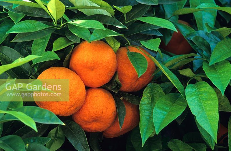 Citrus - Seville Oranges