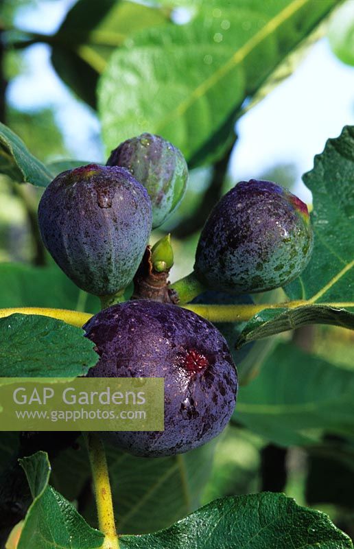 Ficus 'Rouge de Bordeaux' - Figs