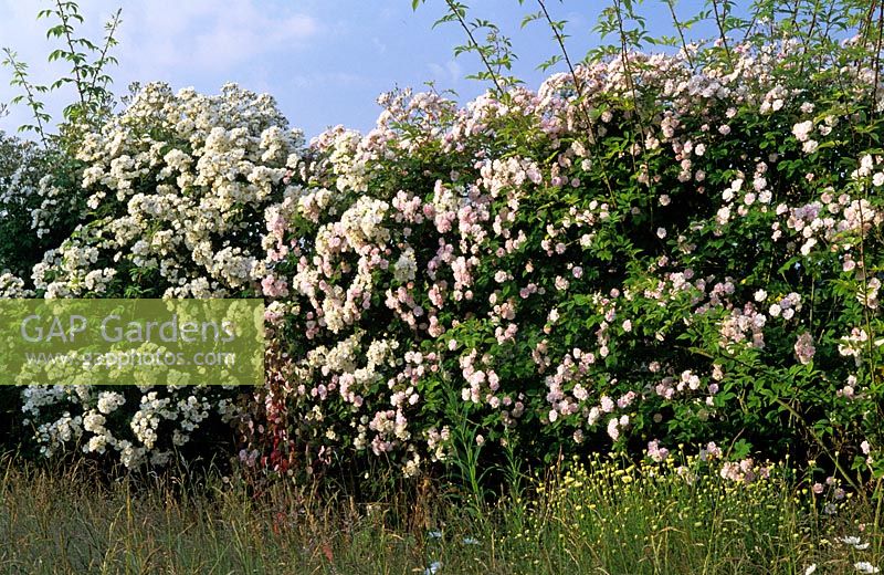 Rosa - Rose hedge