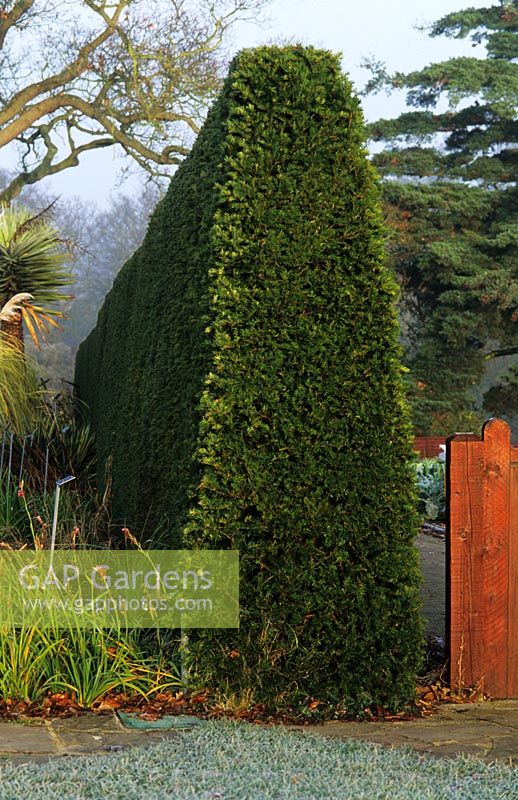 Taxus - Yew hedge showing the perfect tapered cut at Wisley in Surrey RHS