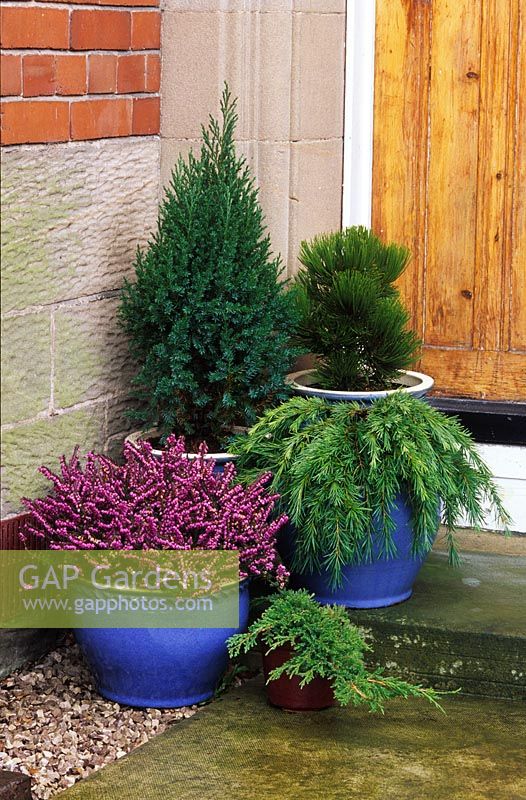 Containers with Heathers and conifers by front door