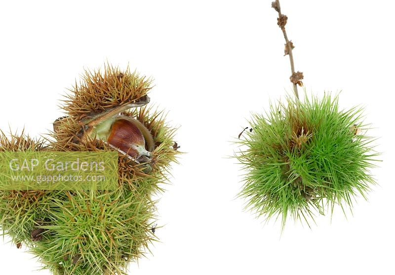Castanea sativa - Sweet Chestnut, Nuts and prickly cases