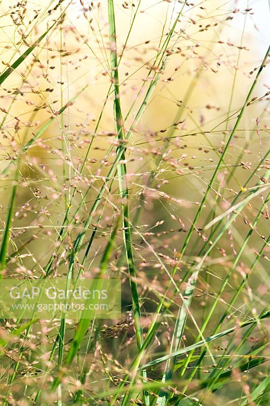 Panicum virgatum 'Warrior' - Switch Grass
