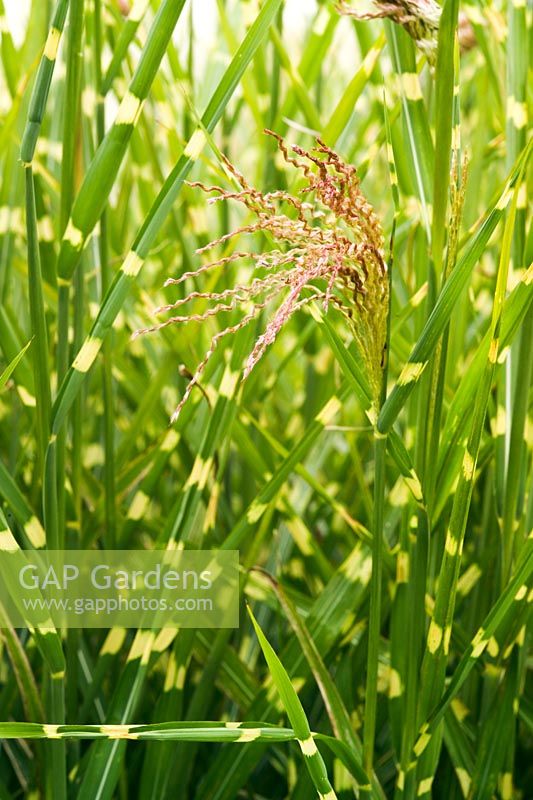 Miscanthus sinensis 'Strictus' - Porcupine grass