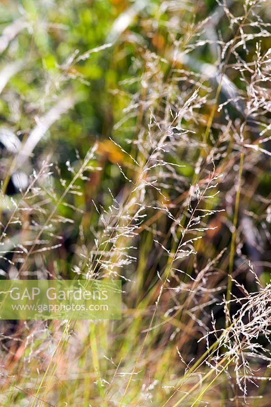 Eragrostis curvula 'Totnes Burgundy' - Love Grass