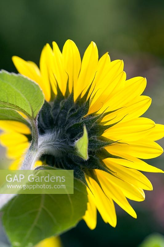 Helianthus annuus 'Bicentenary' - Sunflower 