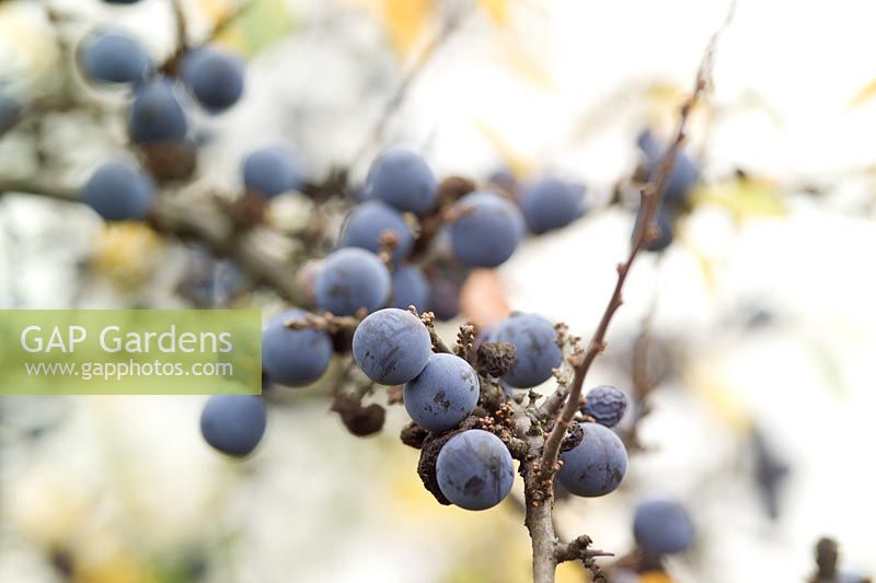 Prunus spinosus - Sloe berries in autumn 
