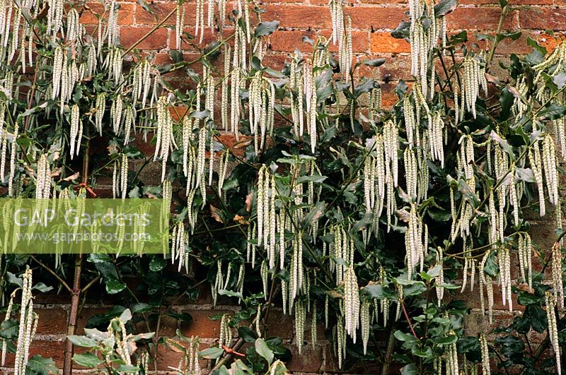 Garrya elliptica - Silk Tassel Bush growing against wall
