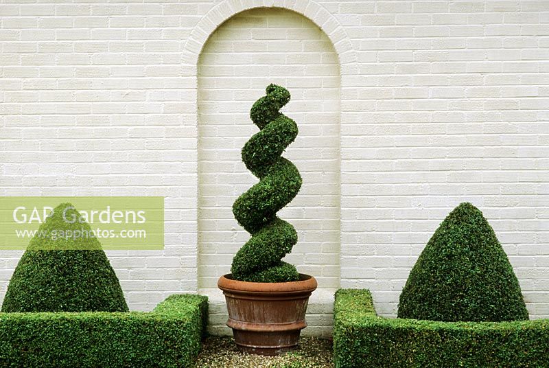 Box topiary against white wall at Kettle Hill