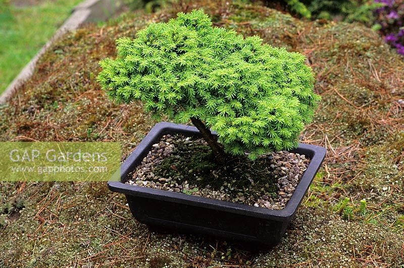 Bonsai - Picea abies' Little Gem' in shallow square container