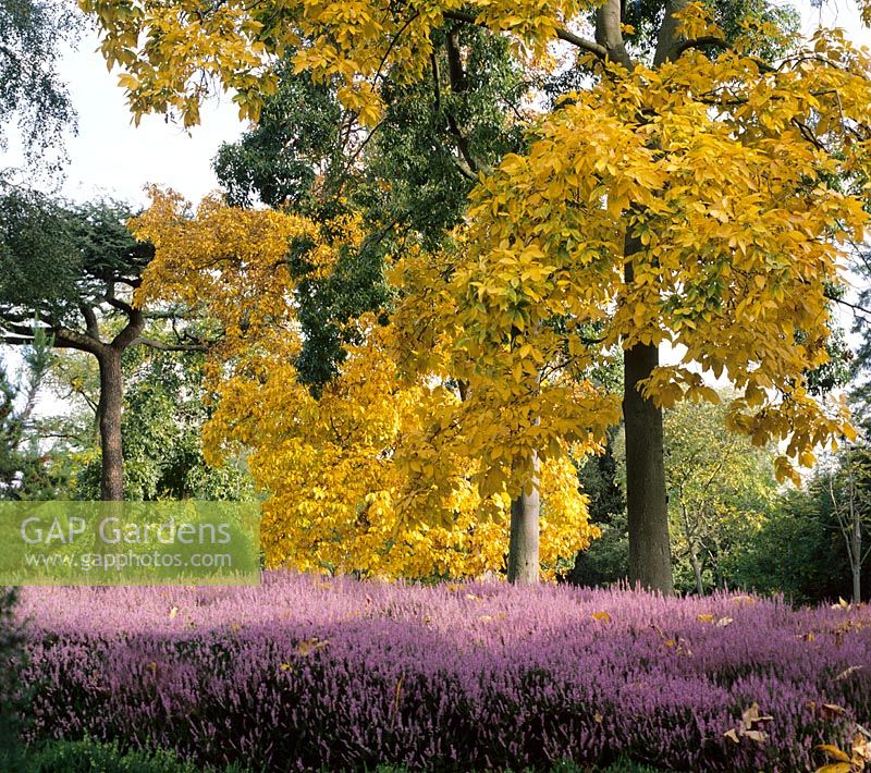 Country garden with Erica 'Walter Ingwerness' with Carya ovata in autumn at Kew Gardens in Surrey