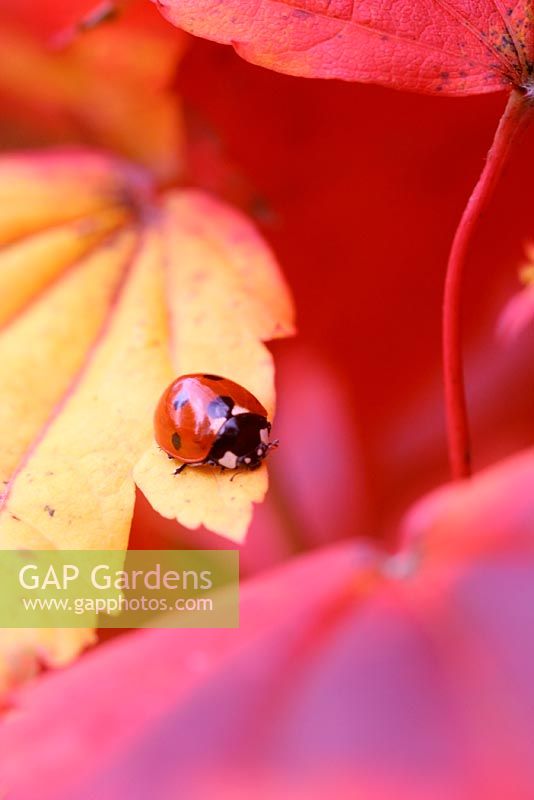 Ladybird on yellow Acer palmatum leaf searching for aphids in October