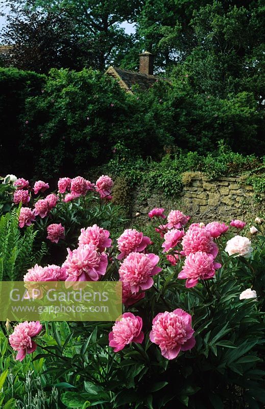 Paeonia 'Sarah Bernhardt' - Pink Peonies in Munstead Wood in Surrey