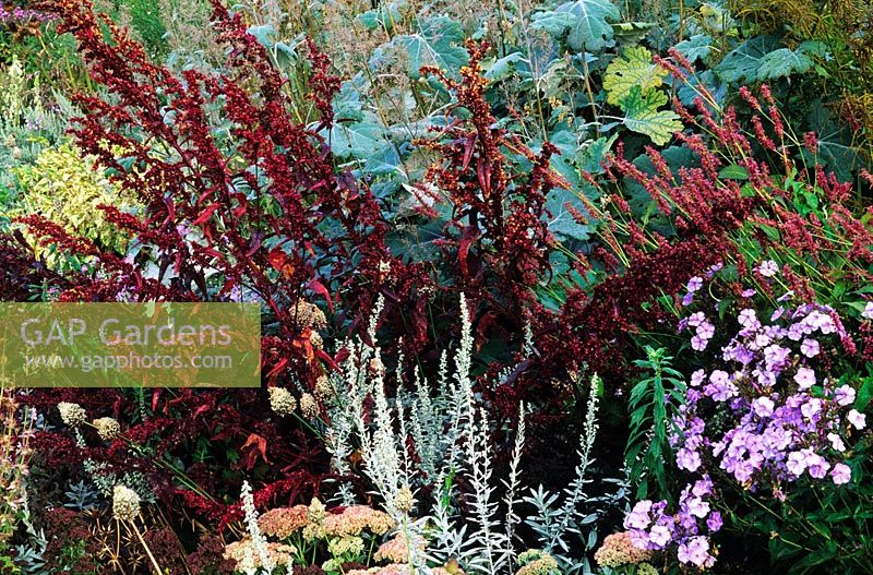 Autumnal border with Atriplex hortensis - Red Orache, Phlox paniculata 'Skylight' and Artemisia 'Valerie Finnis'