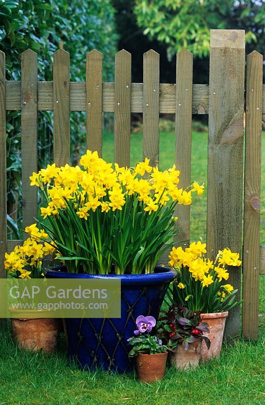 Spring containers with Narcissus 'Tete a Tete' by wooden picket fence
